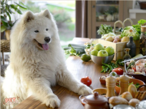 Thức ăn giàu canxi cho chó không chỉ cung cấp các nguồn dinh dưỡng quan trọng cho sự phát triển và duy trì sức khỏe của chó, mà còn giúp hỗ trợ sự phát triển của xương và răng.